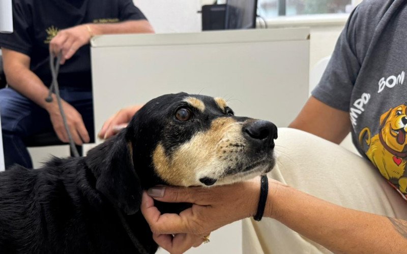 Cão não dispensa um carinho