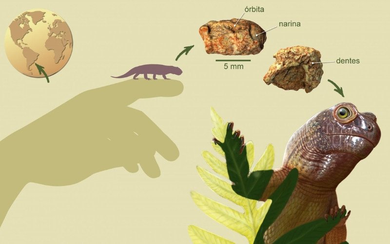 Representação artística dos detalhes do lagarto piá ou Sauropia macrorhinus gen. et sp. nov. | abc+