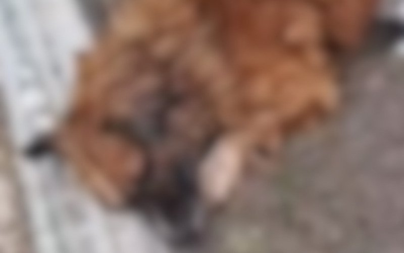 Cachorro enterrado vivo é resgatado por moradores em Sapiranga | abc+