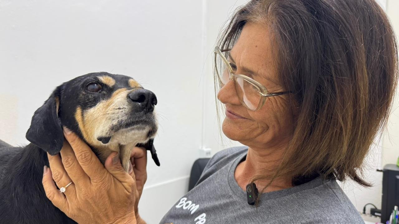 Cão Negão: Saiba como está o cachorro que levou tiro de policial militar em Campo Bom