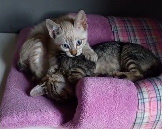 Cempra Canela realizará feira de adoção com gatos nesta sexta-feira; confira