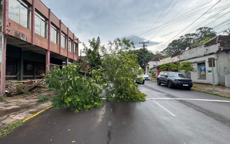 Queda de árvore aconteceu no bairro Rio Branco | abc+