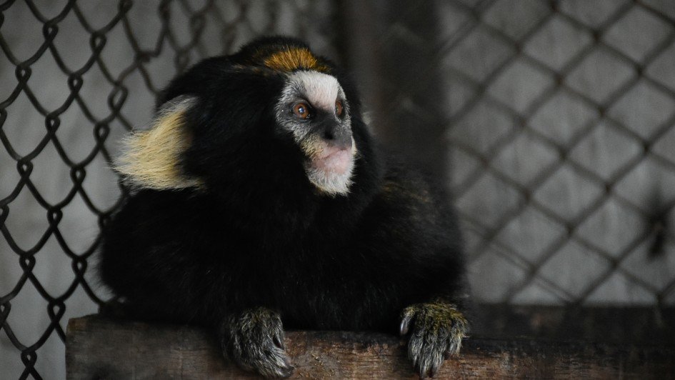 Nova moradora do Zoológico de Sapucaia do Sul pertence a uma das espécies mais raras de primatas do Brasil