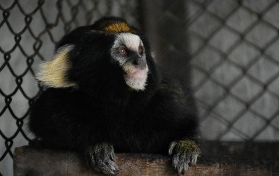 Nova moradora do Zoológico de Sapucaia do Sul pertence a uma das espécies mais raras de primatas do Brasil