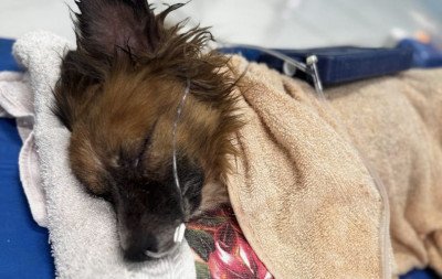 Região registra três casos de maus-tratos a animais em menos de uma semana