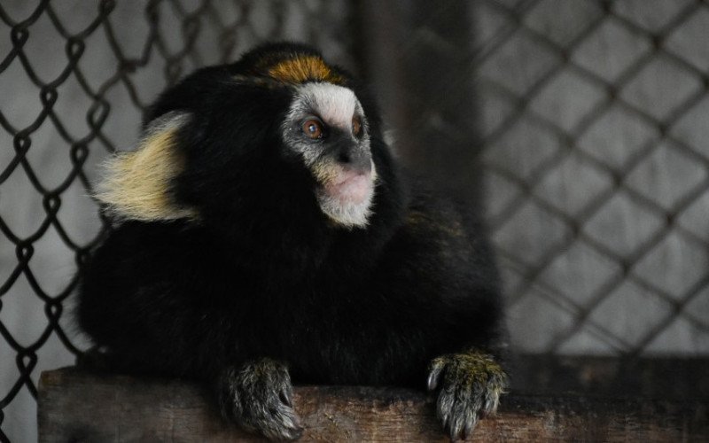 O Parque Zoológico, em Sapucaia do Sul, recebeu uma nova moradora, uma sagui fêmea da espécie sagui-da-serra-escuro