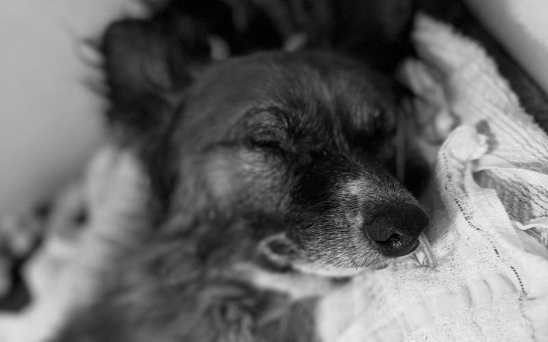 Morre cachorro resgatado por moradores após encontrado enterrado vivo em Sapiranga | abc+