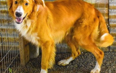 Prefeitura de Portão faz campanha para adoção de animais do Canil Municipal