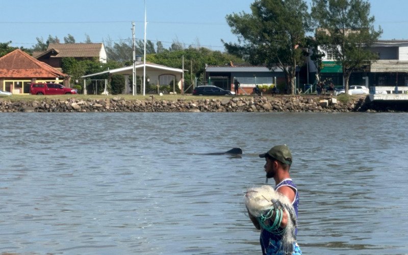 Pesca cooperativa com botos no Rio Tramandaí 