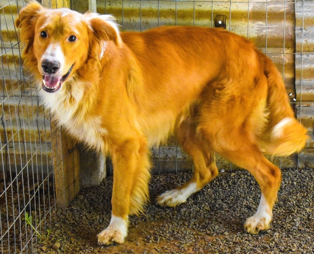Cão disponível para adoção no Canil Municipal de Portão