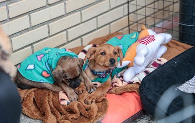 Canela cria coleiras reflexivas para indicar quem são os animais comunitários da cidade
