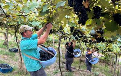 Boa Esperança: terra da uva e dos vinhos artesanais em Rolante