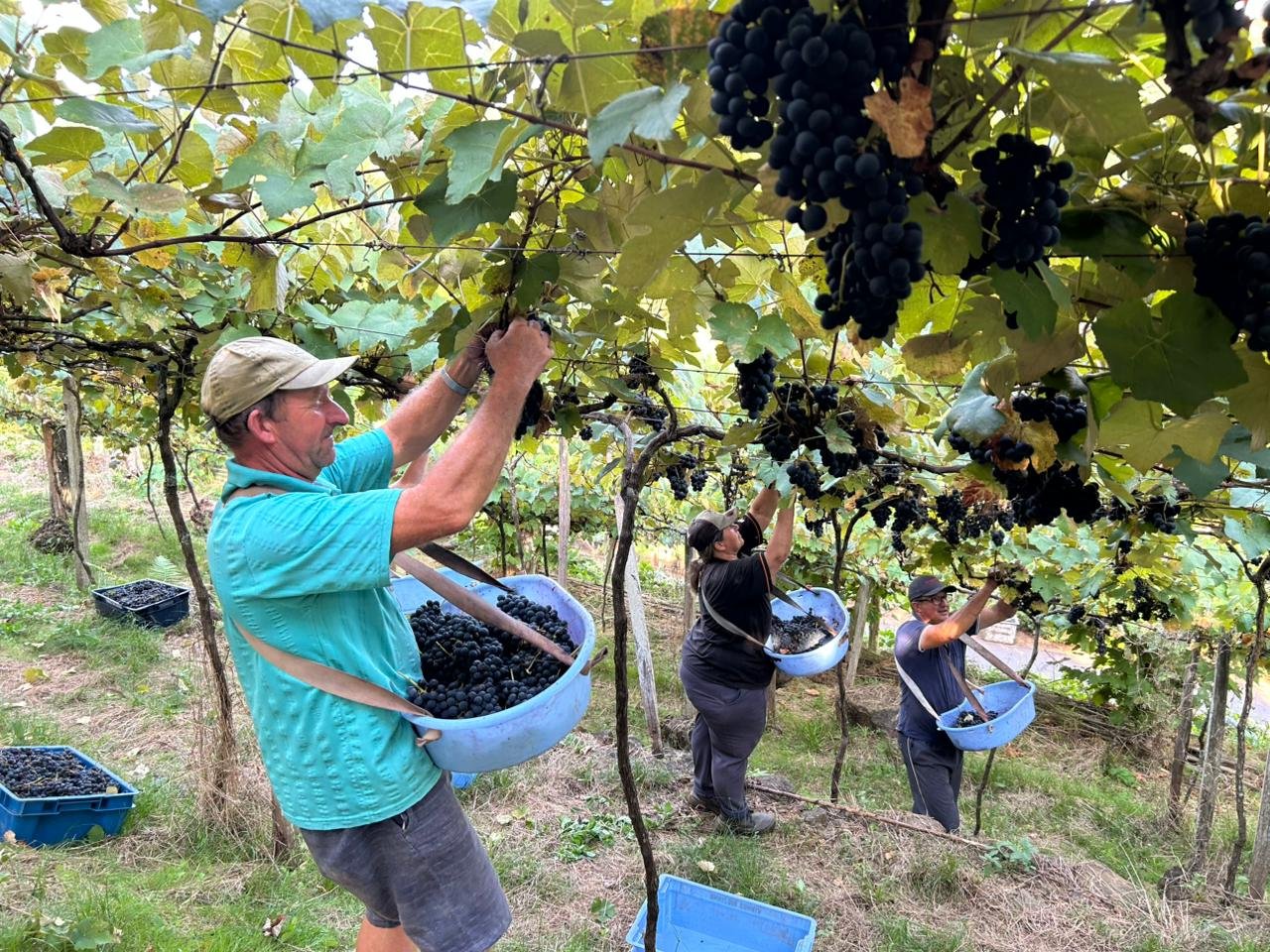 Boa Esperan&ccedil;a: terra da uva e dos vinhos artesanais em Rolante