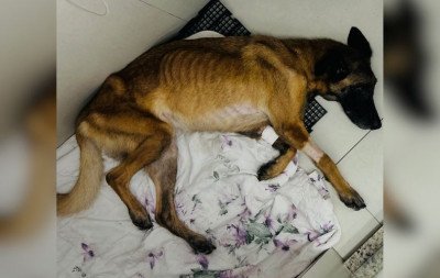 Um cachorro é encontrado morto e outro em estado grave em oficina de Três Coroas