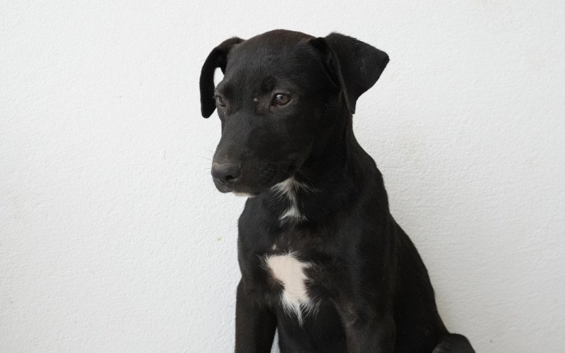 Animais Nova Santa Rita
