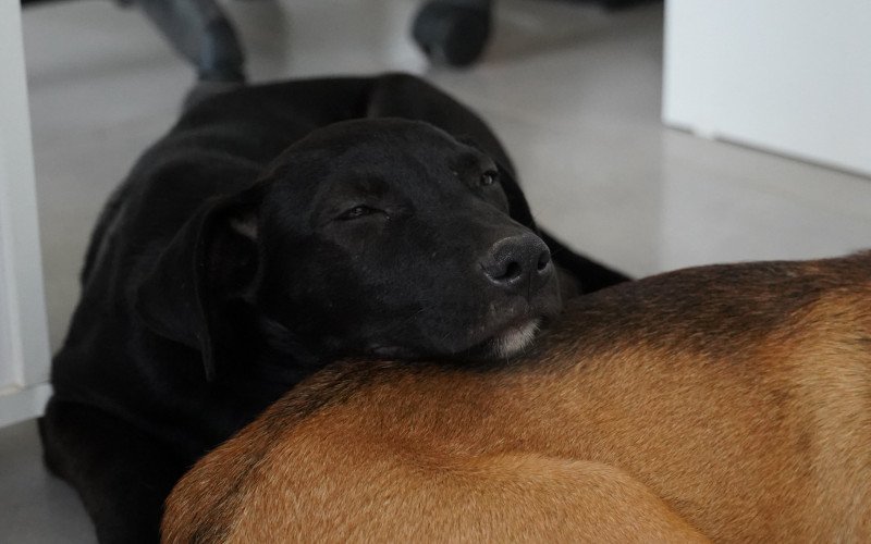 Animais Nova Santa Rita