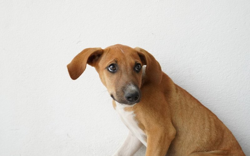Animais Nova Santa Rita
