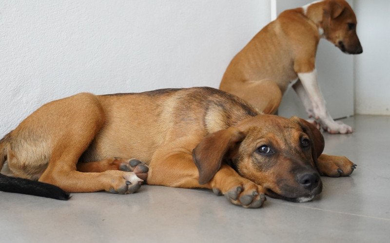 Animais Nova Santa Rita