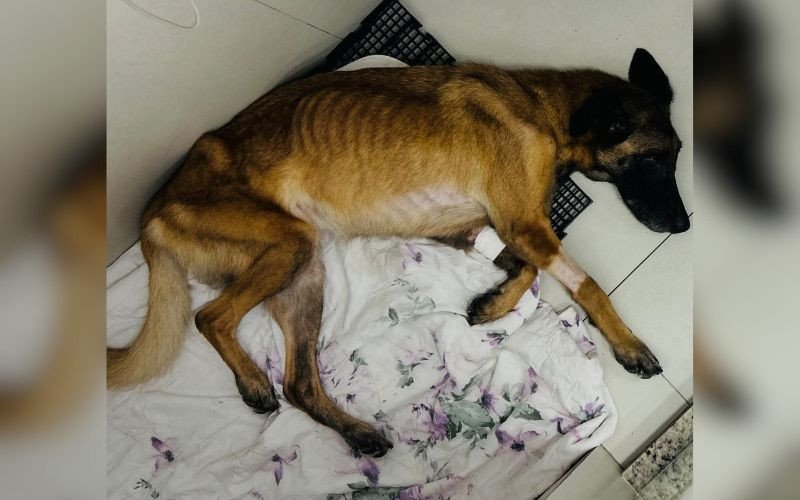 Cachorro que foi encontrado debilitado foi socorrido e levado para atendimento veterinário | abc+
