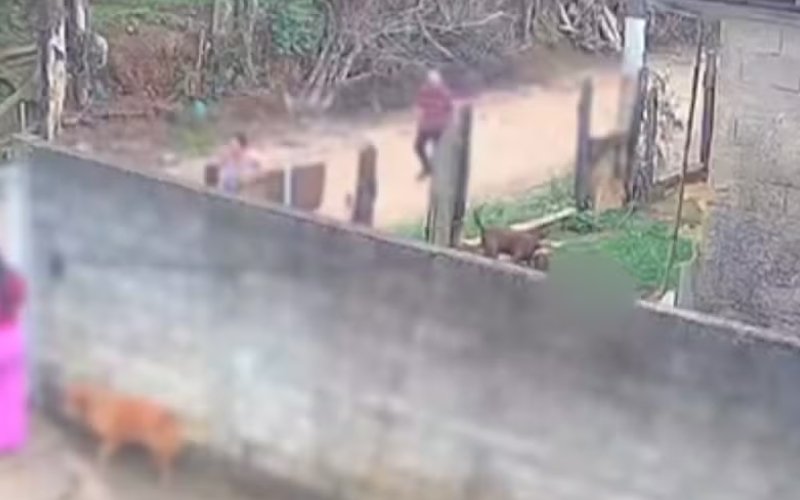 Bebê é arrastado por pitbull e polícia investiga se criança estava morta antes do ataque