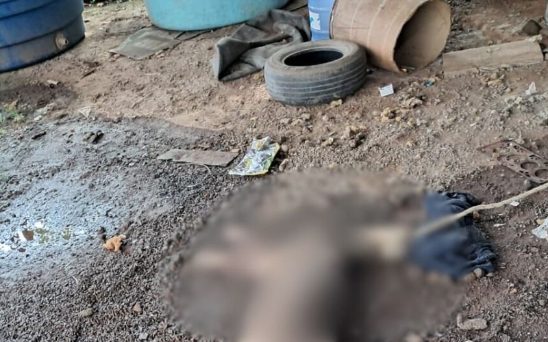 Animais estavam presos pelo pesco&ccedil;o com cordas e tinham sinais de neglig&ecirc;ncia alimentar e desidrata&ccedil;&atilde;o