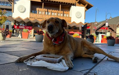 Do abandono à fama: Conheça o morador da Rua Coberta de Gramado, o cão Caramelo