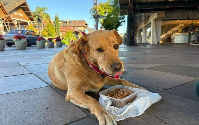 País oficializa cachorro caramelo como raça oficial e brasileiros reagem