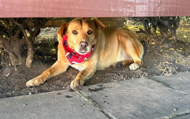 Ana Paula e o cão comunitário Caramelo, em Gramado