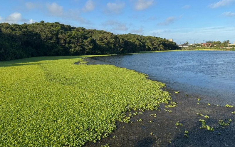 Junto à mata atlântica também há um lago