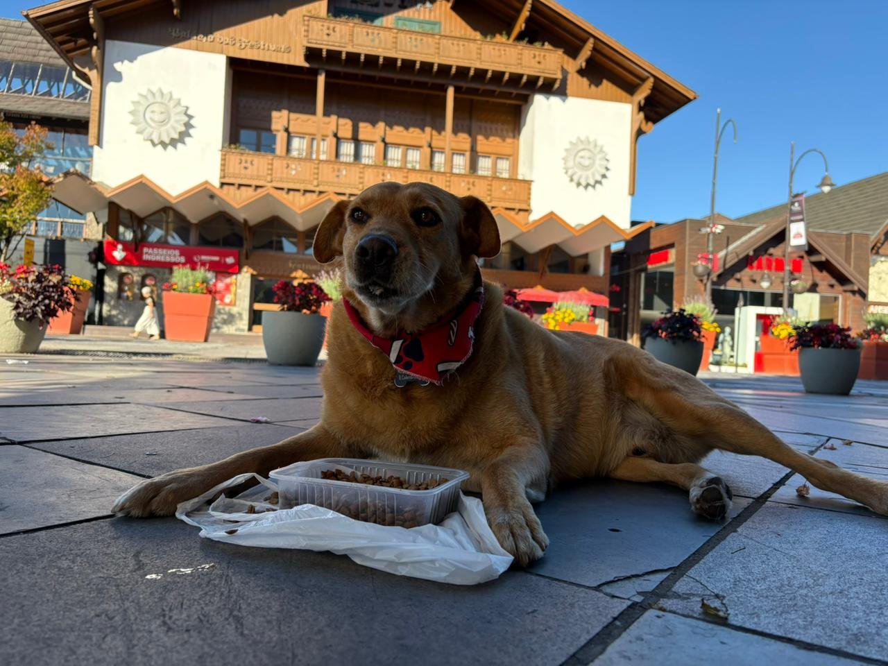 Do abandono &agrave; fama: Conhe&ccedil;a o morador da Rua Coberta de Gramado, o c&atilde;o Caramelo