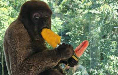 Picolés de frutas e até de carne: Veja como Gramadozoo está refrescando animais com calorão na Serra