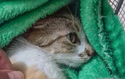 Mulher é presa por arremessar uma gata do 12º andar de edifício
