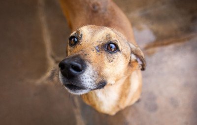 Leroy Merlin será espaço de adoção de cães e gatos neste sábado