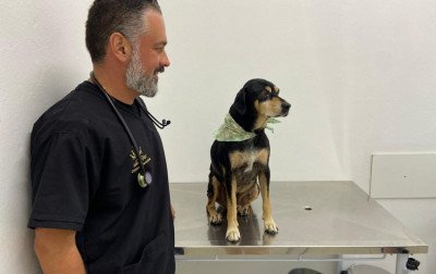 Cão baleado em Campo Bom recebe alta e vai para novo lar