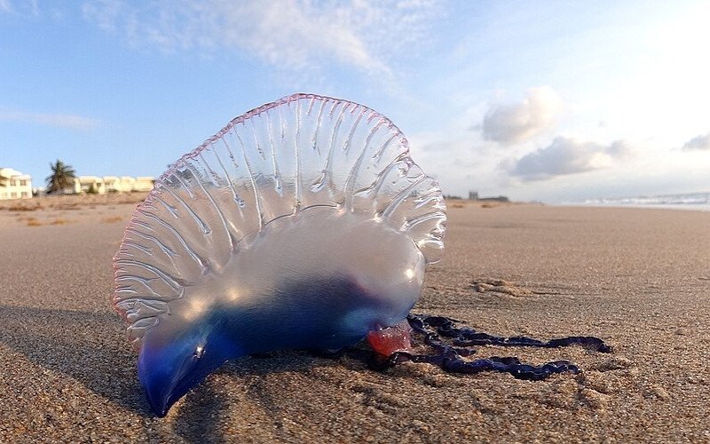 Acidentes por caravelas-portuguesas (Physalia physalis) preocupam Praia do Cassino, no litoral sul do RS | abc+