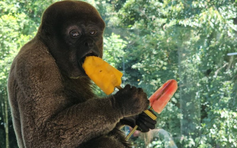 Macaco-barrigudo recebe picolé de frutas e legumes