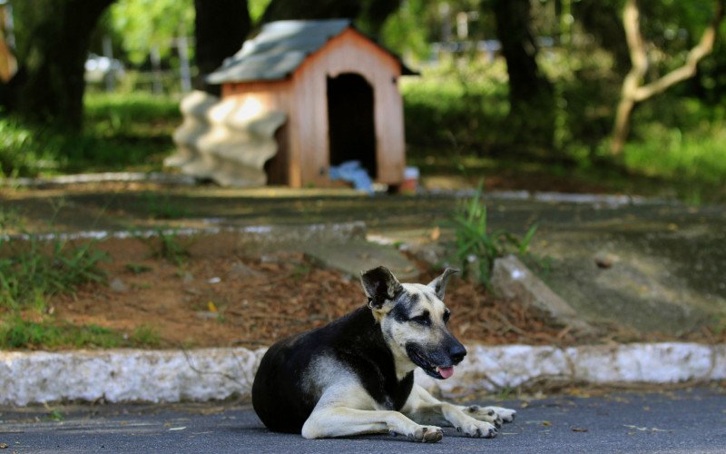 Cão comunitário no São José aguarda um lar | abc+