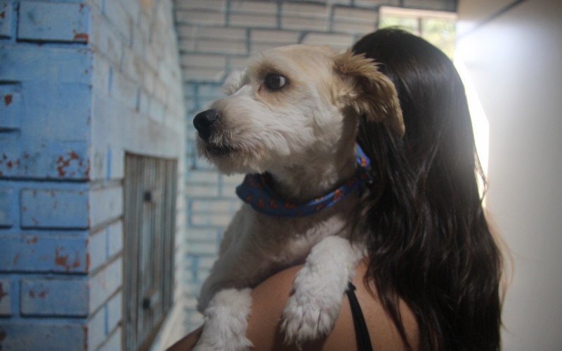 Em torno de 140 animais aguardam por um lar no Cempra | abc+