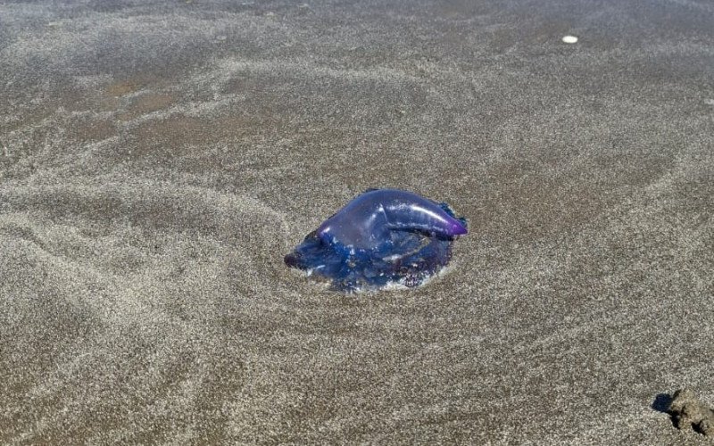 Invasão no litoral do RS: Caravelas-portuguesas e águas-vivas causam 13,1 mil acidentes em apenas 24 horas