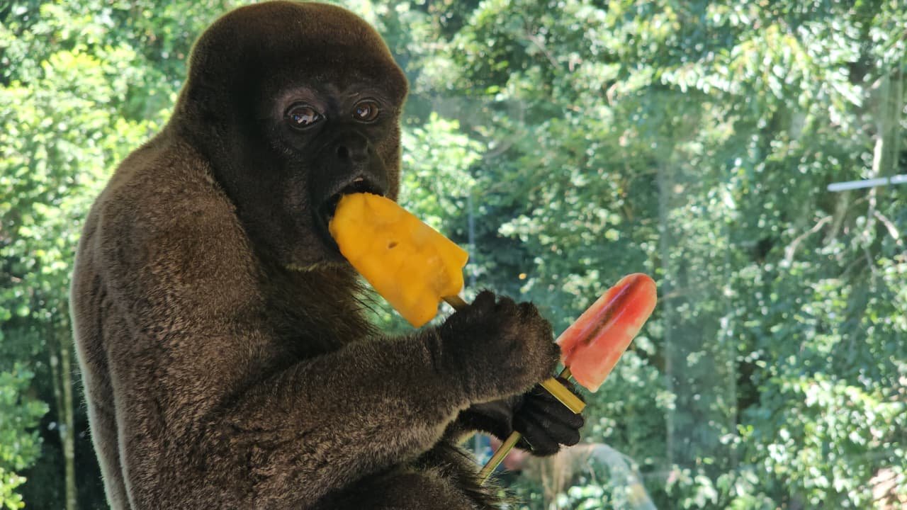 Picol&eacute;s de frutas e at&eacute; de carne: Veja como Gramadozoo est&aacute; refrescando animais com calor&atilde;o na Serra