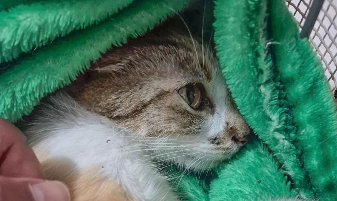 Mulher &eacute; presa por arremessar uma gata do 12&ordm; andar de edif&iacute;cio