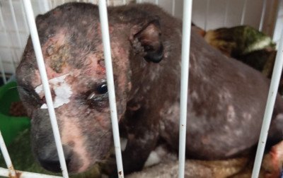 Denúncias de maus-tratos a animais crescem 97% em São Leopoldo