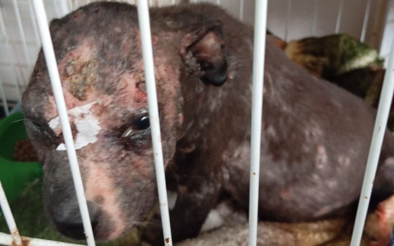 Denúncias de maus-tratos a animais crescem 97%, em São Leopoldo