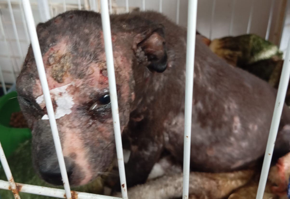 Denúncias de maus-tratos a animais crescem 97% em São Leopoldo