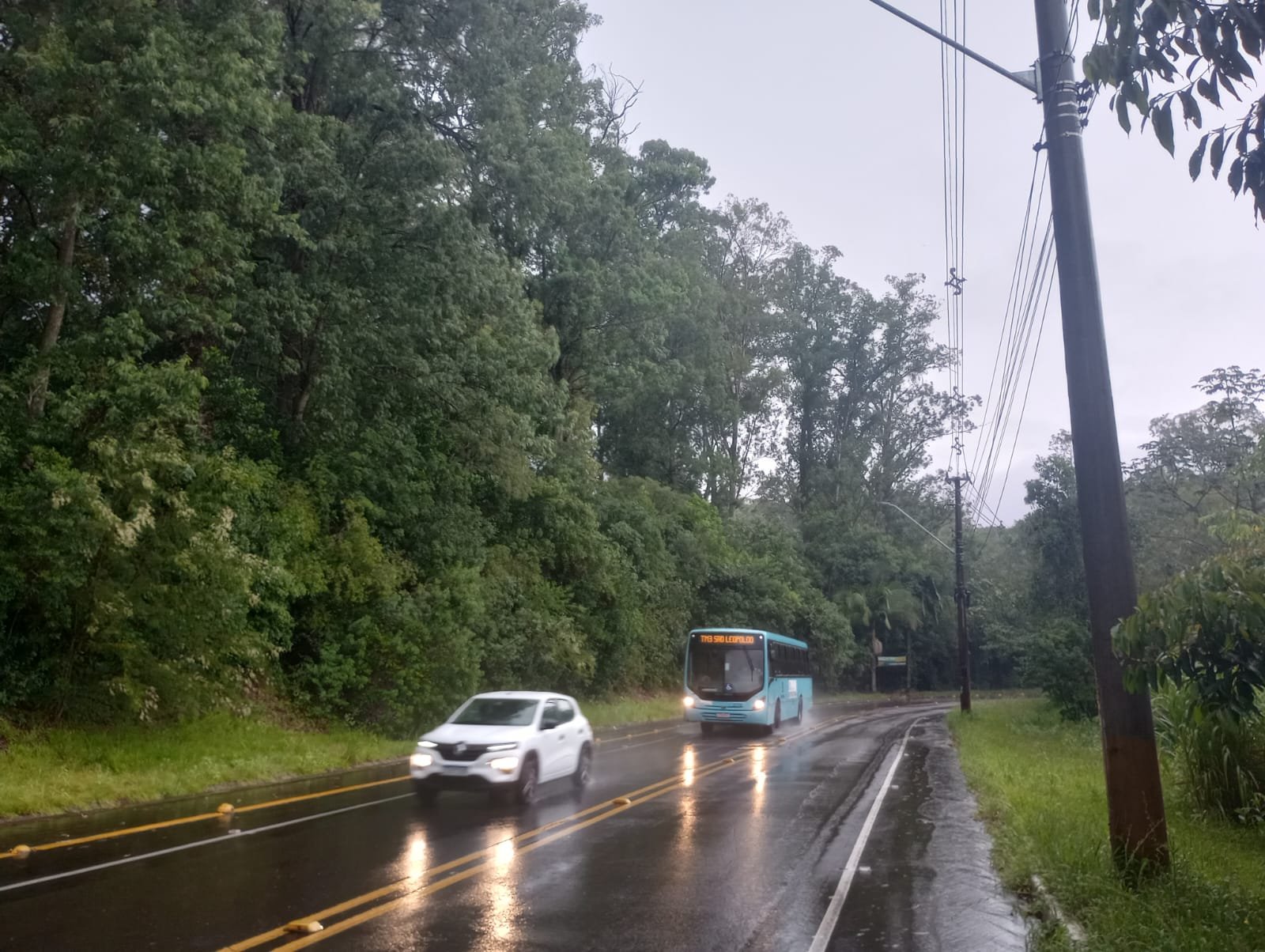 Corte de vegetação de risco ainda sem prazo na Estrada do Horto