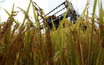 Falta de diesel pode colocar em risco a colheita de grãos no Rio Grande do Sul