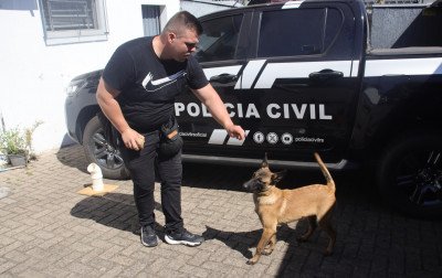 Polícia Civil de Sapiranga conta com duas novas cachorras policiais em treinamento; confira