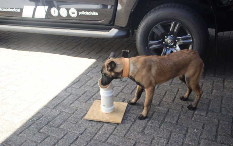 Athena j&aacute; identifica odores com facilidade e evolui aos poucos no treinamento do Projeto K9