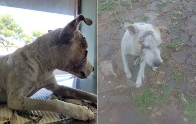 Saiba o estado de saúde do cão resgatado com ferimentos na cabeça em Ivoti; Polícia tem suspeito
