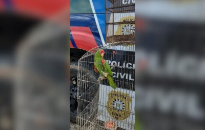 Polícia Civil apreende papagaio-charão ameaçado de extinção em São Leopoldo